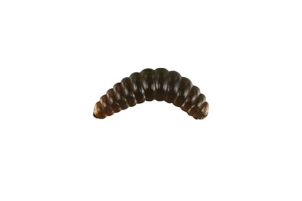 NM78005302 Nomura Honey worm 2cm 0,35g f.053 12ks/bal